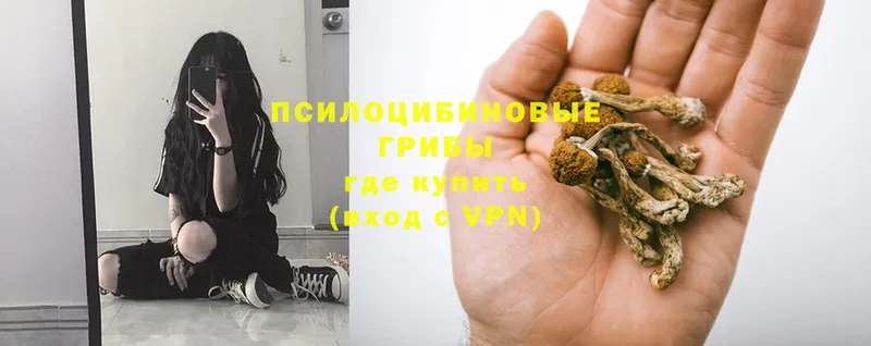 Псилоцибиновые грибы Psilocybine cubensis  Старая Купавна 